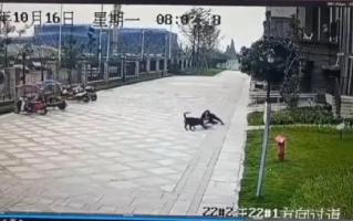 成都被狗咬女童右肾已保住：治疗最新进展披露 ！