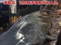 船员用铁锤虐打鲸鲨头部后丢回海中 ！浙江海警局：已控制涉事船只和人员 ！