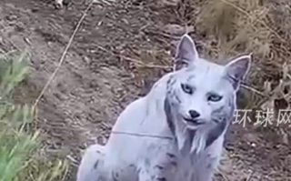 西班牙摄影师拍下罕见白化伊比利亚猞猁：像神话中走出的“神兽” !