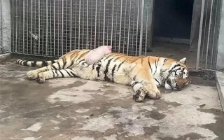 扮猪吃老虎居然是真的 动物园里小猪趴在老虎肚子上睡觉 ！