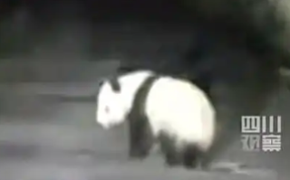 男子遇夜跑大熊猫一开始以为是猪：最后顺着路边离开了 ！