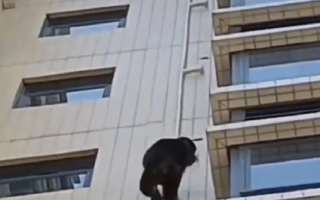 黑猩猩攀爬居民楼?专家:是藏酋猴，该小区周边的芙蓉山有藏酋猴种群 ！