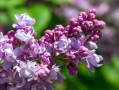 丁香花的寓意和象征（解释丁香花的寓意和象征） ！