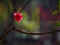 红瘦指的是哪种花（红瘦一词指代的是哪种花卉） ！