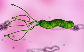 为科学献身！他喝下幽门螺杆菌培育汤：只为进行深入研究 ！