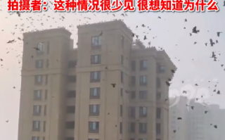 天津一小区上空现大群黑鸟盘旋飞叫 ！拍摄者：很罕见，看着很恐怖 ！