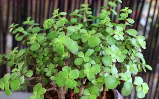 金枝玉叶会开花（金枝玉叶植物是否会开花） ！