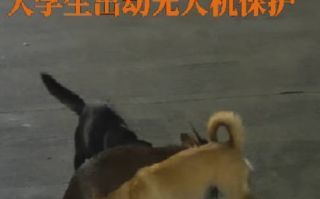 大学生用无人机救遭撕咬保护动物：​随后被警方带走救助 ！
