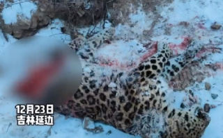 网友拍到被东北虎咬死的东北豹尸体 ：体重100斤左右 ！