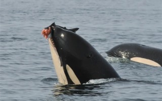 最新研究发现海豚会主动给虎鲸打工：只为吃口残羹剩饭 !