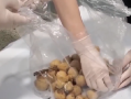 女子水果里藏49只昆虫入境被查！网友：你这“蛋白质”超标了 ！