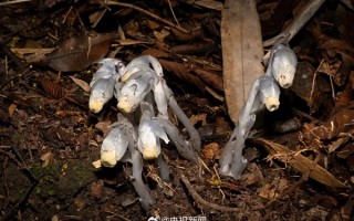 贵州发现罕见幽灵之花：不含叶绿素 无法光合作用 ！