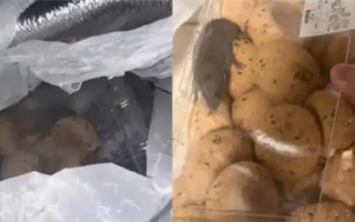 山姆麻薯盒内现活老鼠 当事人：打开那一刻吓蒙了 客服：正在核实 ！