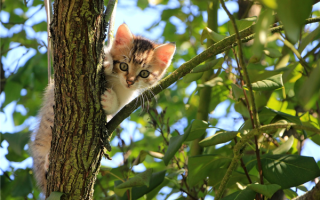 又一动物园猴山有猫 5年前就共处 最新通报来了 ！