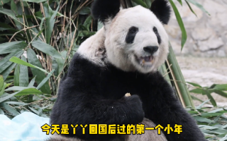 大熊猫丫丫过小年：献上最新吃播 ！