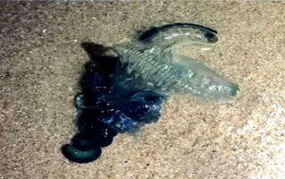 看到千万别碰！海南文昌一沙滩出现剧毒僧帽水母：致死率极高 ！