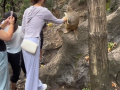 女子景区剥好香蕉喂野猴子：被直接蹬摔倒致骨折 !