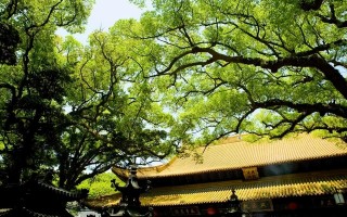 宁波怎么去普陀山方便快捷（可以选择的交通工具有哪些） ！