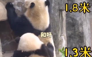 大熊猫和叶是女孩：和花和叶是姐妹花 !