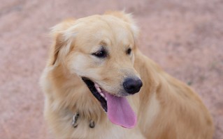 金毛体味较轻（金毛犬的体味相对较轻） ！