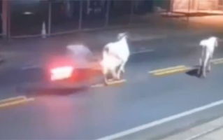 20岁巴西足球前锋凌晨骑摩托出事故：撞上一头奶牛后身亡 !