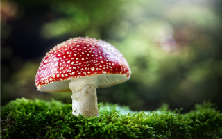 老人用狗试毒蘑菇：结果全家仍然中毒 !