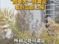 生活中看到这种黄色小花立即上报：系外来入侵物种 ！