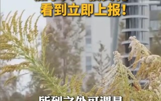 生活中看到这种黄色小花立即上报：系外来入侵物种 ！