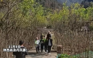 官方调查强砍3万多棵国槐树事件：目前丹凤县已成立调查组 ！