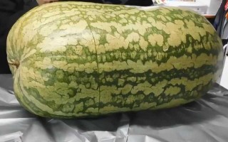 世界最大的西瓜品种（介绍世界上最大的西瓜品种） ！