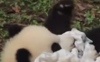 熊猫宝宝过冬裹紧小被子 ！网友：实在也太萌了 ！