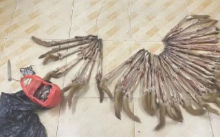 上海男子捕食33只黄鼠狼 被警方抓获！科普：非法捕猎20只即可入刑 ！