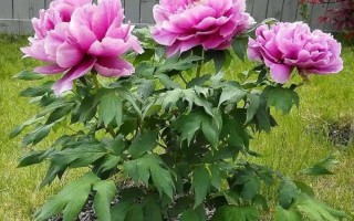 牡丹与芍药的区别（牡丹芍药的不同点记住3个不同） !