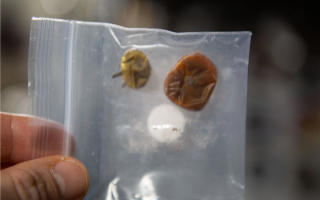 一度怀疑被偷吃：NASA丢失8个月的太空西红柿找到了 ！