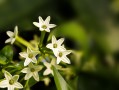 夜来香的花语（揭示夜来香所传达的花语含义） ！