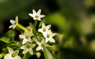 夜来香的花语（揭示夜来香所传达的花语含义） ！