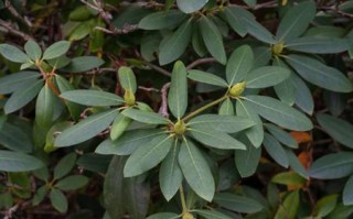 双子叶植物介绍（探索双子叶植物的种类和特点） ！