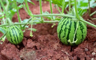 小西瓜的种植技术与管理（小西瓜的种植技术和管理要点） !