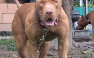 又是比特犬！希腊两岁男童遭自家收养的流浪狗攻击身亡 ！