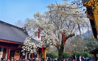 杭州法喜寺500年古玉兰如期绽放：从明代生长至今 皎皎如白玉 ！