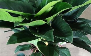 金钻可以水培吗（金钻植物是否适合水培种植） ！
