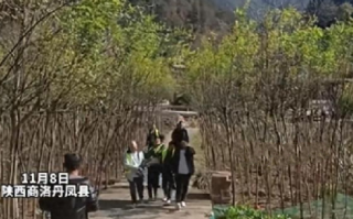 陕西通报砍国槐事件:违规占用农田，不涉及赔偿事项 ！