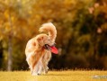 宠物狗疫苗怎么打（给狗狗打疫苗前需要做好哪些准备） ！