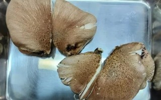 大爷进山采菇求助AI称无毒：吃下去半小时就坏事了 !