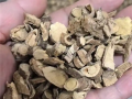 男子煎服15克山豆根中毒 医生：不能盲目相信偏方 ！