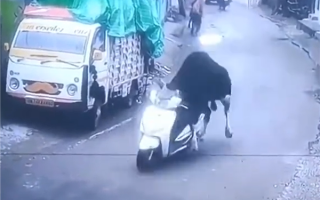 印度一头牛被监控拍到偷骑摩托车：撞墙后淡定离开 !