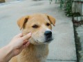 中华犬类品种大全图片（6种适合养的本土犬种推荐） ！