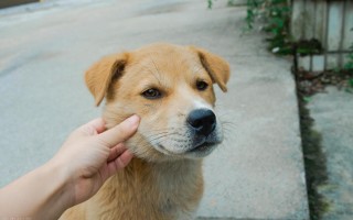 中华犬类品种大全图片（6种适合养的本土犬种推荐） ！