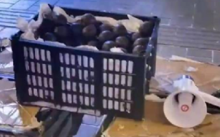 身份证45开头的哈尔滨免费吃冻梨：感谢广西老表送来的砂糖橘 ！