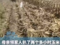 一家人掰2小时玉米后发现不是自家地 ！直言：都是街坊邻居，装好后才去自家地 ！